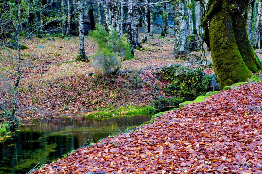 葡萄牙公园森林详情图片