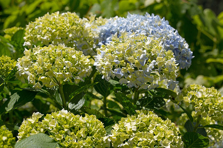 室外花园中的hydrange或hortnsia图片