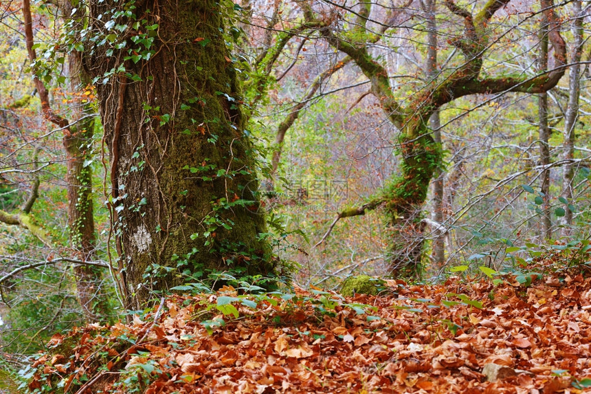 秋天森林在马塔达阿尔贝加里格列斯公园Portugal图片