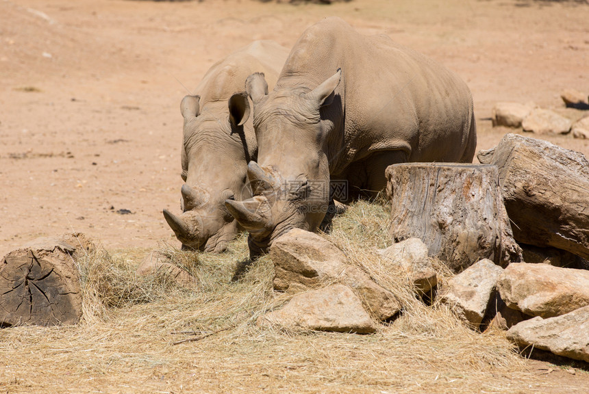 2个非洲野生动物猎犀牛图片