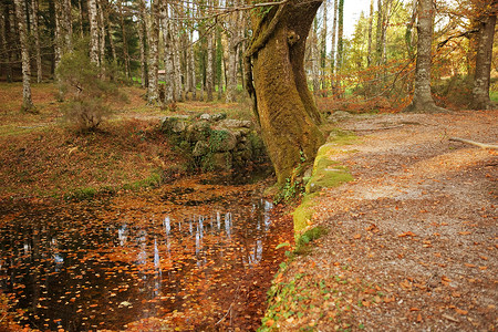 秋季的河流和多彩树木图片
