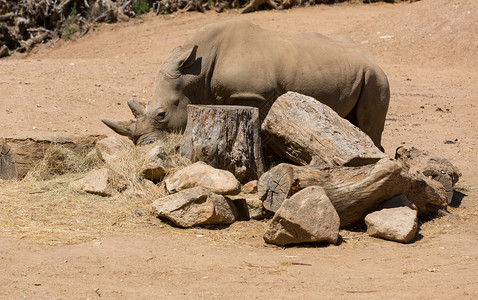 非洲野生动物猎犀牛图片