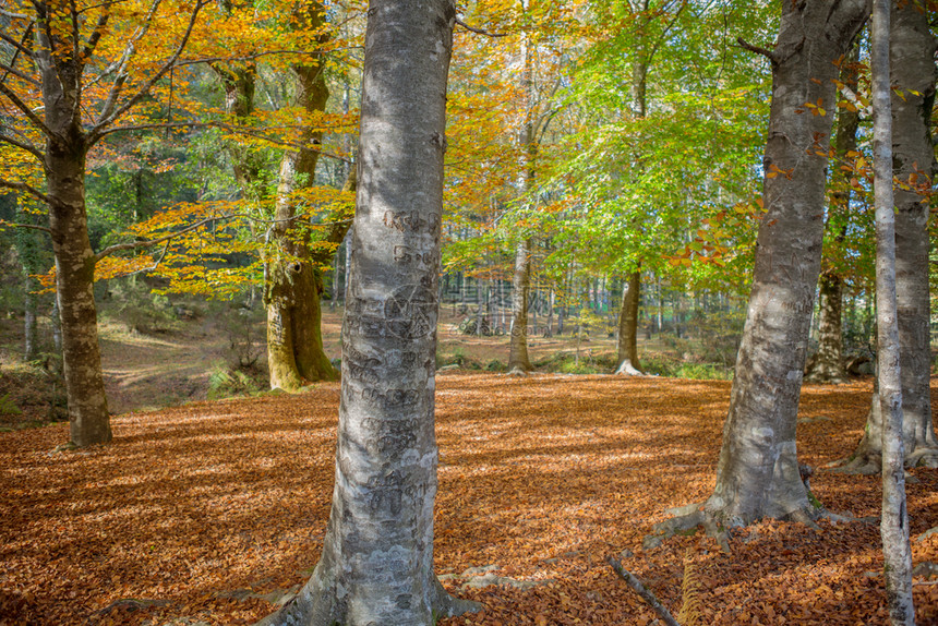 秋天森林马塔达阿尔贝加里亚Gers公园Portugal图片