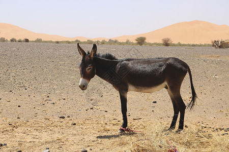 在摩洛科以北的撒哈拉沙漠驴子高清图片