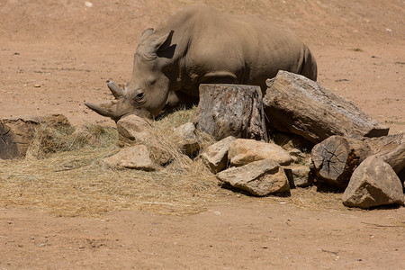 非洲野生动物猎犀牛图片