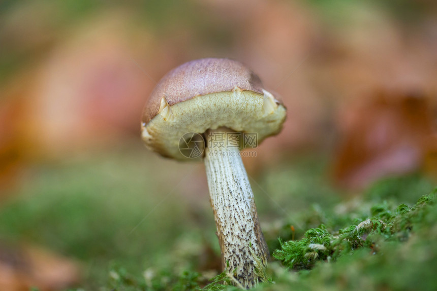 从土壤中生长出来的小蘑菇周围有干枯的落叶图片