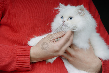 人类怀抱的白色小猫高清图片
