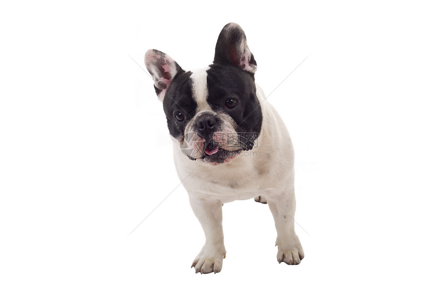 法国斗牛犬小狗装成白种背景的孤立小狗图片