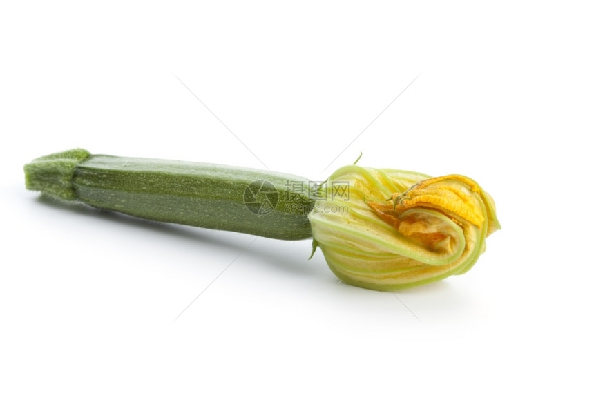 白底有黄花的Zucchini图片