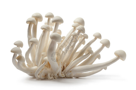 白色背景的新鲜可食用白雪Shimeji蘑菇图片