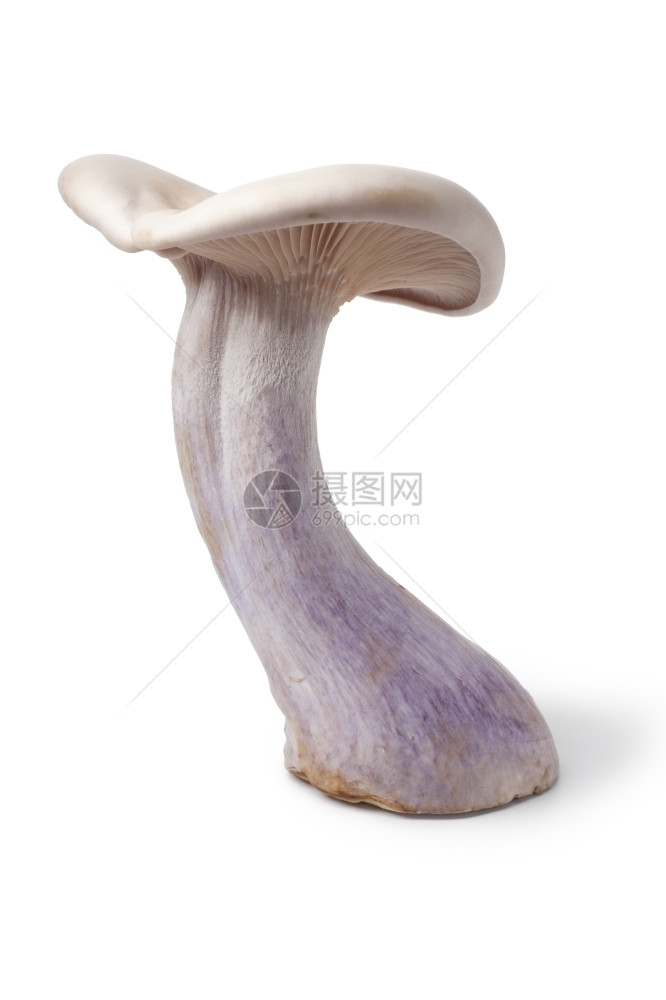 白色底的全单片薄膜可食用蘑菇图片