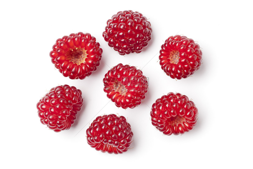 红日本白底食用葡萄酒莓Rubusphoennicolasius图片