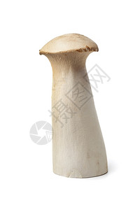 全新的牡蛎蘑菇背景图片