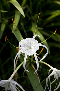 蜘蛛百合海米诺卡菲斯沿岸图片