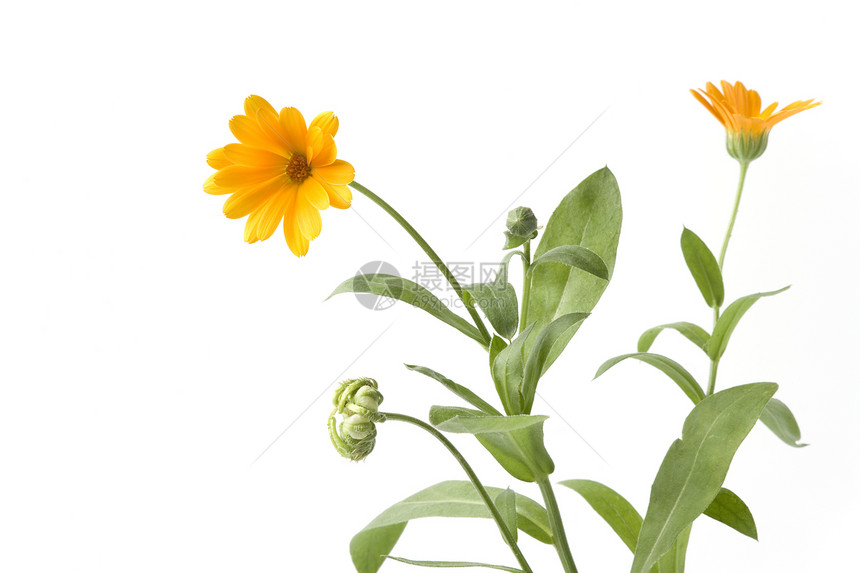 PotMarigold白底带橙花的Pot白底带文字空间的橙花图片