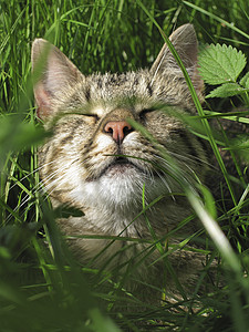 睡猫躺在草中太阳光下图片