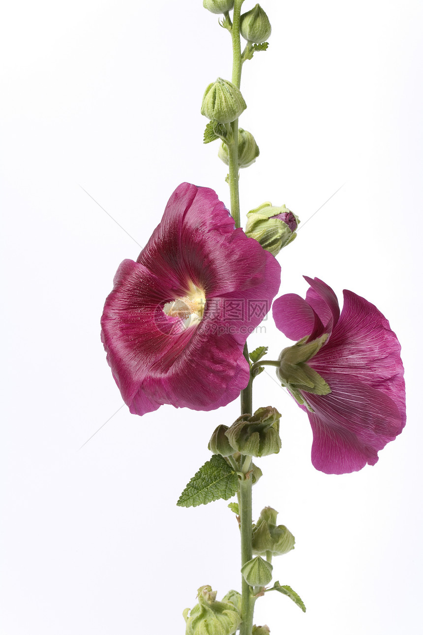 白背景紫花的霍克图片