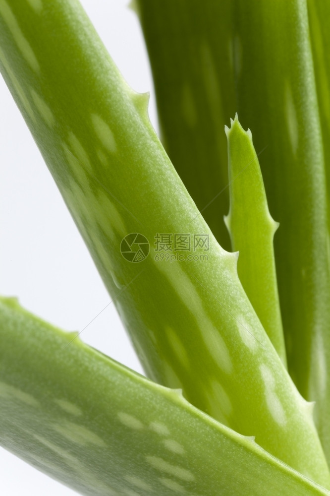 白色背景上的AloeVera碎片图片