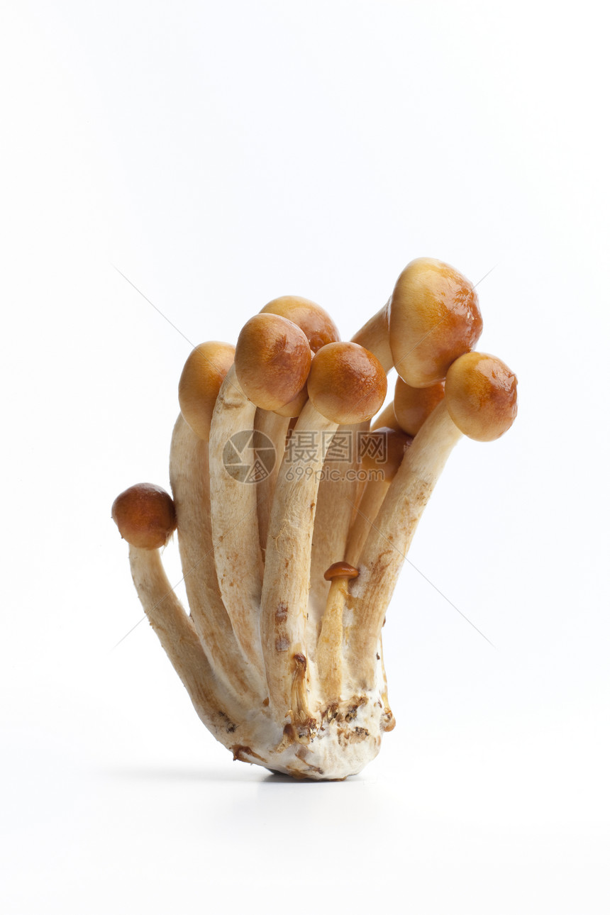 Volvariellavolvastea草蘑菇图片