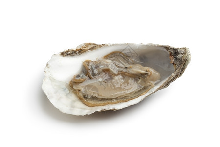 白底的露壳中单一新鲜生牡蛎图片