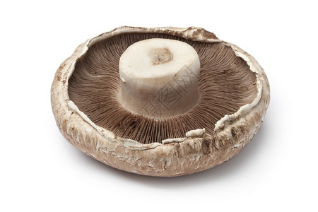 新鲜的波托比罗蘑菇倒挂在白色背景上图片