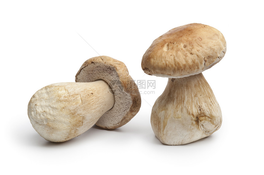 在白色背景上隔离的全新香蘑菇图片