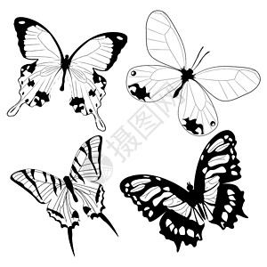 纹身黑白素材黑白的蝴蝶背景