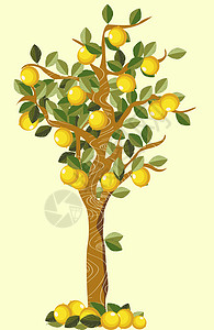 柠檬树图片