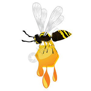 黄蜂在白色背景上窃取蜂窝孤立物体背景
