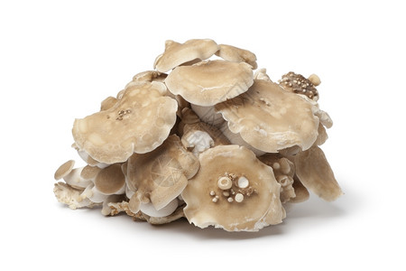 一群新鲜的西麦蘑菇图片