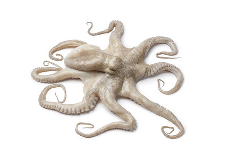 整个单一新鲜原章鱼高清图片