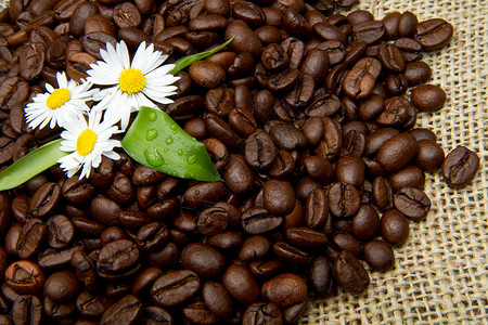 哥伦比亚咖啡豆咖啡豆片演播室背景