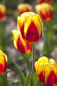 春天在田间靠近荷兰的郁金香图片