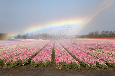 春天的荷兰郁金香田彩虹图片