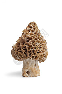 莫雷尔蘑菇埃斯塔格尔高清图片