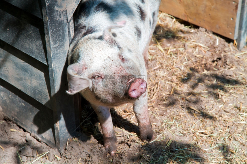 农场和棚屋里的粉色猪图片