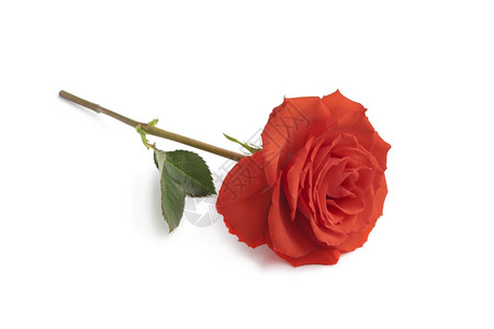 白色背景的单红玫瑰背景图片