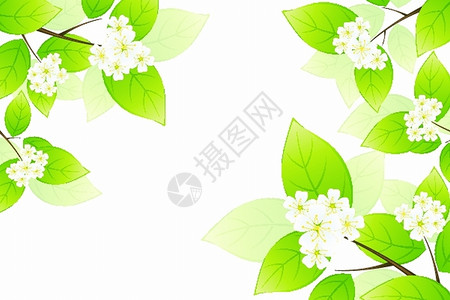 绿叶和鲜花背景图片