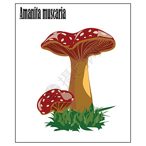 红色飞木耳蘑菇AmanitaMuscaria苍蝇美丽的魔幻蘑菇背景