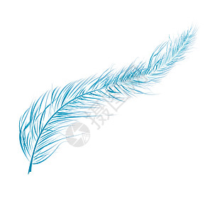 蓝色羽毛白色上孤立的详细插图背景图片