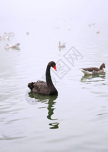 黑天鹅冲进池塘乌克兰阿纳尼亚诺瓦图片