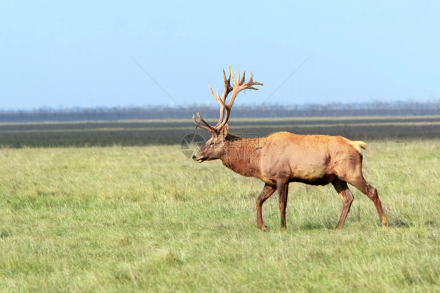 白尾鹿在草地上阿斯卡尼亚诺瓦乌克兰图片