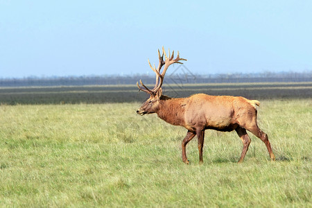 卡尼亚丹白尾鹿在草地上阿斯卡尼亚诺瓦乌克兰背景