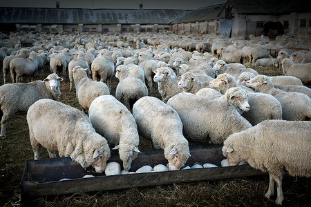 农村场的牧羊群图片