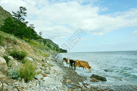 嘎嘎声贝加尔湖沿岸的牛群背景