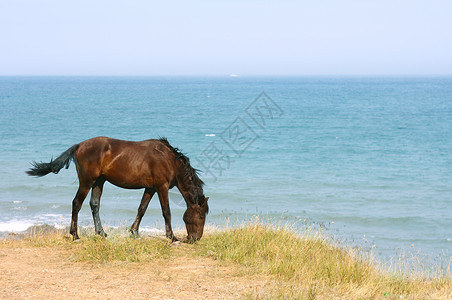 马在海面的牧场上浏览图片