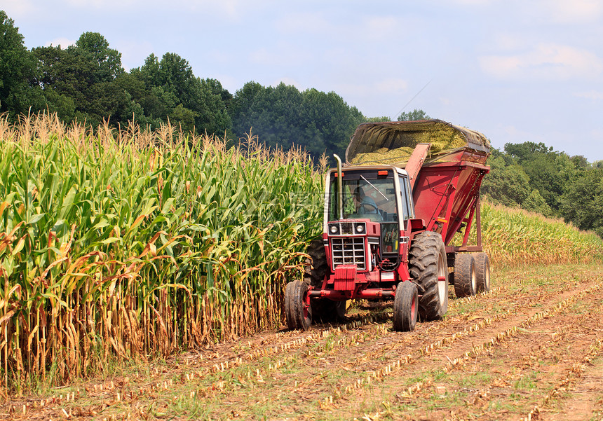 夏季末收获的玉米田图片