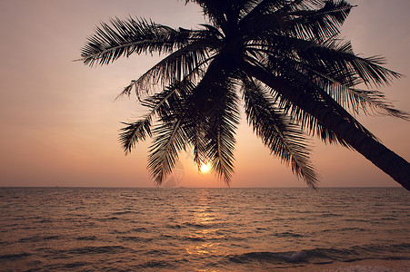 椰树棕榈在日落前的周光图片