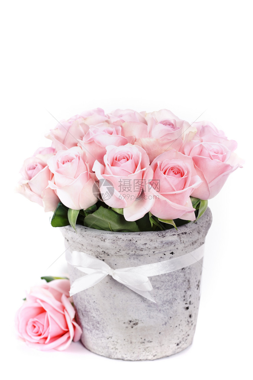 粉红玫瑰花束放在白色背景的锅里图片