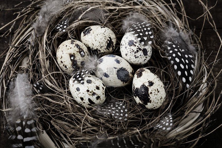 有卵的鸟巢野生动物组成图片